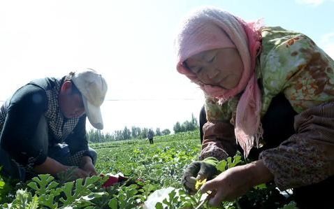 西瓜嫁接种植后期管理方法(西瓜嫁接育苗技术与管理方法)