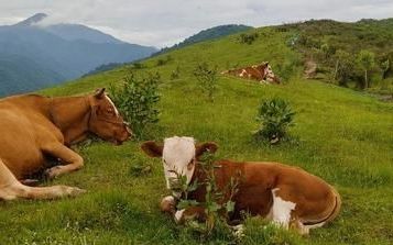 肉用牛的营养需求有哪些呢