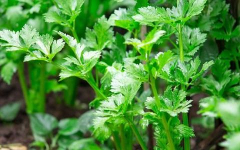 冬天适合种植什么蔬菜香芹