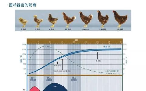 蛋鸡养殖的五个阶段