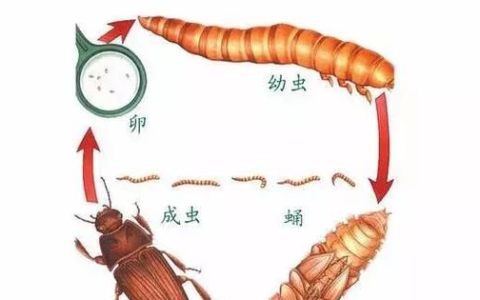 黄粉虫生物转化器,黄粉虫活体多少能转化为1斤干体