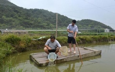 微流水泥鳅养殖方法,池塘养殖泥鳅场地建设