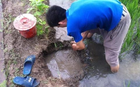 野生黄鳝洞怎么找