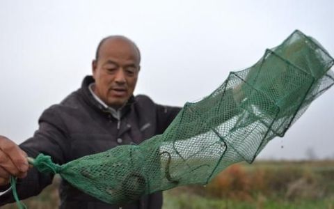 用什么方法能抓到更多的黄鳝呢(用瓶子做黄鳝笼捕捉黄鳝)