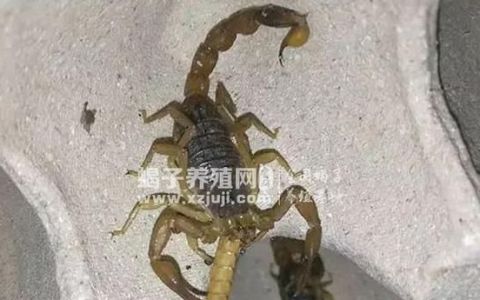 蝎子喂食的时间和方法