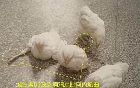 家禽维生素b2缺乏症状