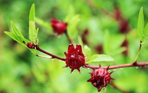 洛神花是红桃k花吗,红桃k与洛神花有什么区别