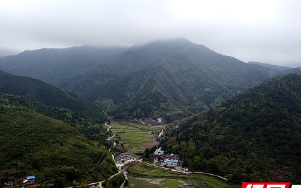 永州新田野生水芹食用方法