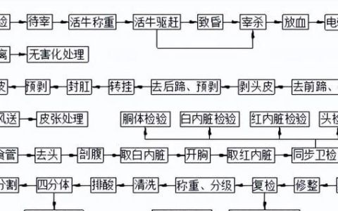 牛屠宰加工工艺,牛的屠宰工艺