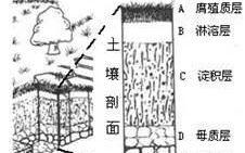 地理笔记土壤,高一地理必修一土壤课堂笔记