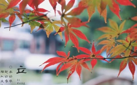 立冬北方人吃饺子南方人吃汤圆