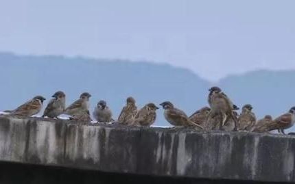 这个院子好闹热!万只麻雀来做客的说说