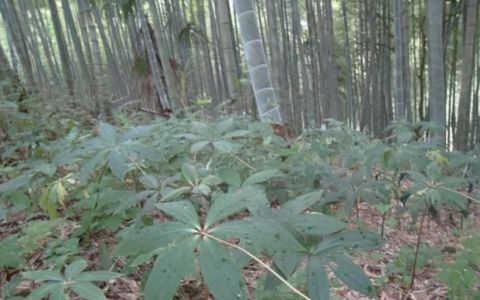 简述七叶一枝花的栽植技术,湖南林下七叶一枝花