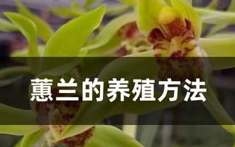 蕙兰养殖方法(蕙兰的养殖)