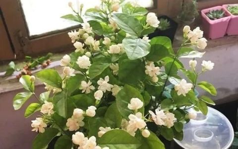 养茉莉5个绝技一个季节开花多次