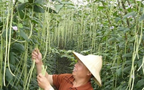 种植豆角怎样播种才正确(豆角什么时候播种最好自家种)