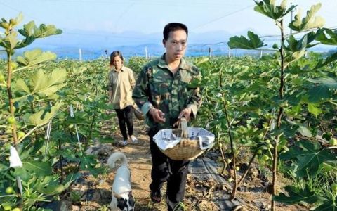 种植一亩无花果能挣多少钱(大规模种植无花果赚钱吗)