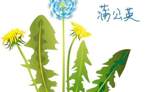 夏天用蒲公英泡水喝有什么好处(红枣枸杞蒲公英泡水夏天可以喝么)