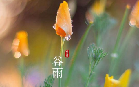 谷雨节气吃什么蔬菜最好(谷雨时节吃什么蔬菜好)