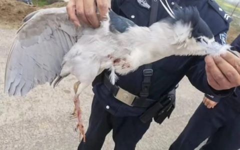 非法捕猎动物案件