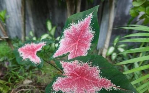 花叶芋黄叶(花叶芋换盆以后枯萎了)