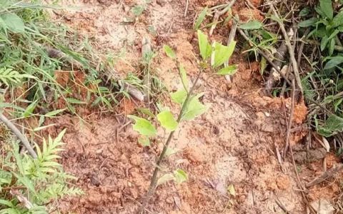 肉桂的种植方法及功效