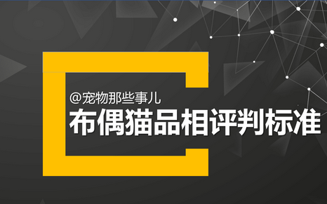 如何挑选一只纯正的布偶猫(如何挑选纯种的布偶猫)