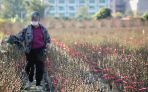 白云石马桃花公园景区图(石马桃花重瓣)