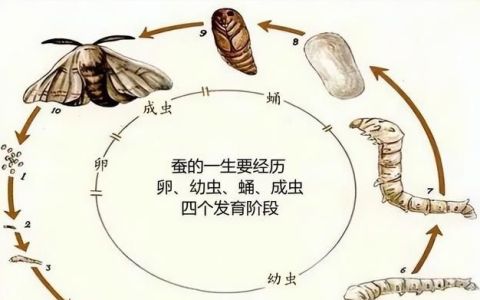 蚕宝宝是什么时候开始吐丝的?(蚕从蚕宝宝变成蚕蛹需要多少天)