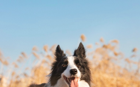 边牧6个月是幼犬吗