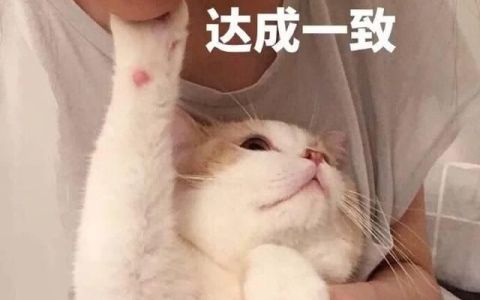 哪些食物是猫咪日常可以吃的