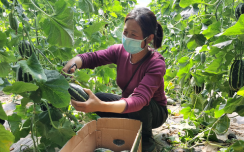 静海甜瓜销路怎么样