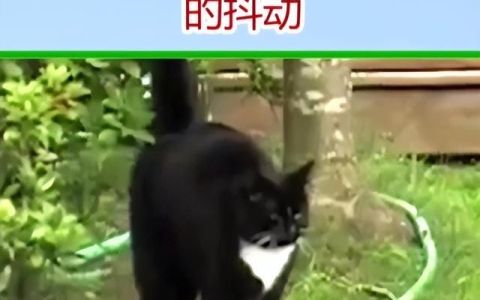 猫咪尾巴发抖:原因和解决方法是什么