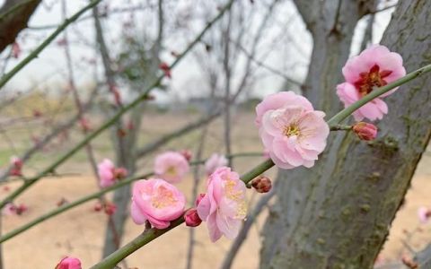 春色满园申城梅花迎来最佳观赏期