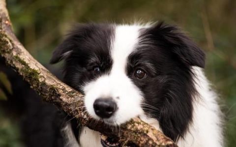 边境牧羊犬毛发怎么护理,边境牧羊犬毛发的梳理方法