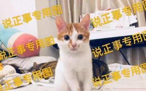 猫咪需要经常洗澡和保持干净吗