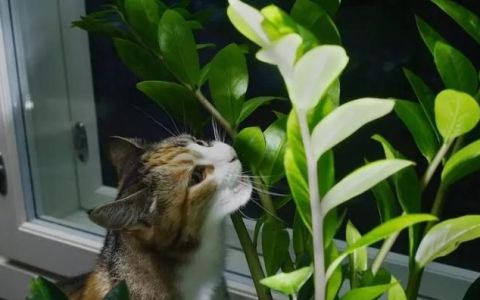 让猫远离室内植物的 7 种有效方法是什么