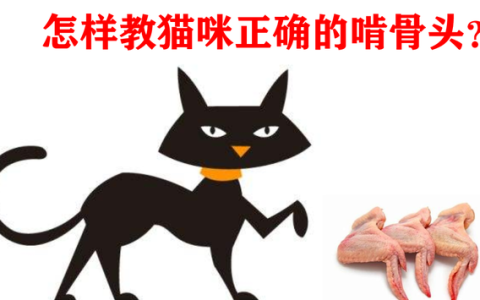 给猫咪吃骨头的正确方法,猫咪吃骨头正确方法