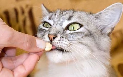 坚决不能给猫吃的五种食物,猫发怒的警告叫声mp3