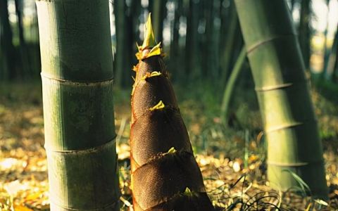 鲜竹笋含有较多的( ),故食用时要先焯水或焐油处理