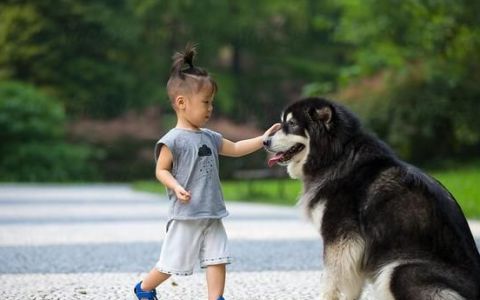 让狗狗陪伴孩子成长好不好(养一条狗狗陪伴孩子需要注意什么)