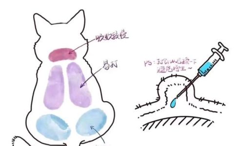 猫传腹的早期症状及治疗(猫咪治疗猫传腹期间皮肤发黄)