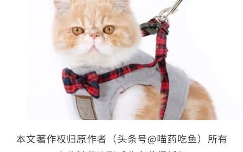 怎么给猫戴遛狗遛猫绳,出去遛猫有必要戴牵引绳吗