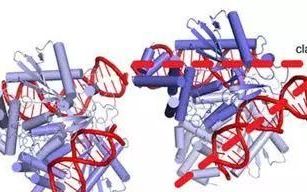 重复dna序列如何影响生物(dna是一种非常神奇的遗传物质)