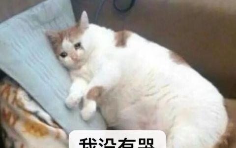 猫在床上拉屎怎么除臭,猫在床上尿了棉被很臭怎么处理