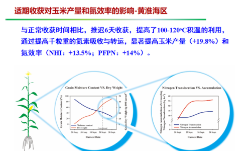 所有玉米品种都有减产的风险