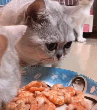 养猫必看的猫咪饮食习惯纯干货,养猫人必备猫咪食物