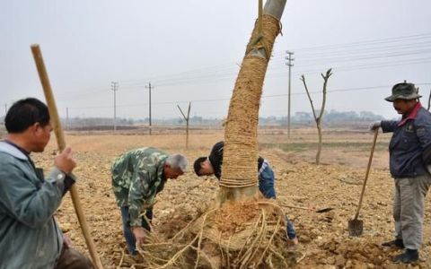 石榴树什么时候移植是最好的