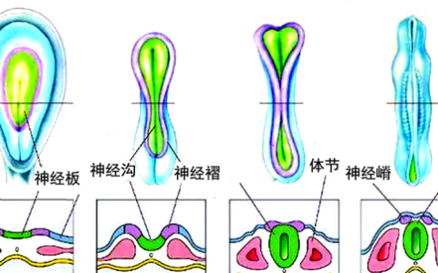 脊椎动物神经嵴的形成方式,脊椎动物神经系统的发育过程