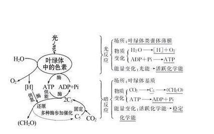 初中生物心脏知识点总结